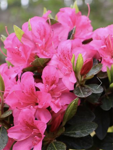 Azaleas